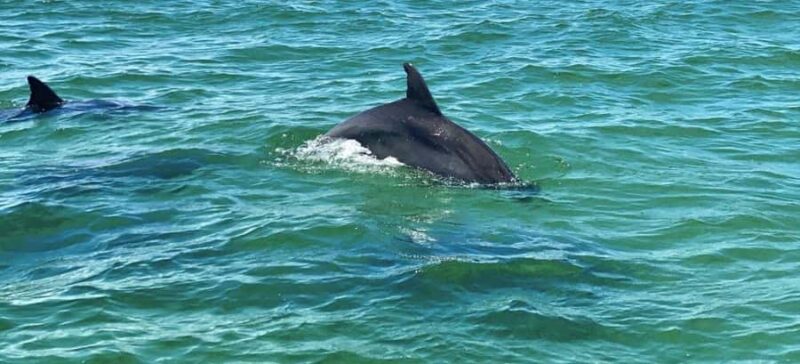 Private Dolphin Sightseeing Tour for up to 6, Pensacola Bch - Weather and Water Conditions