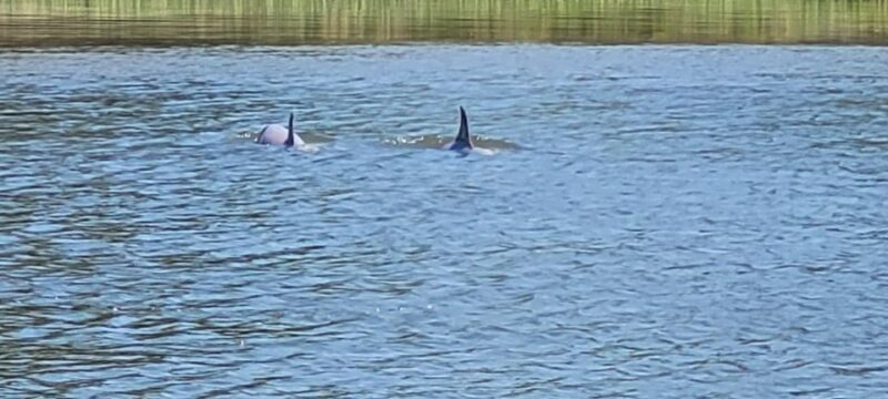 Private dolphin tours in the amazing Savannah Marsh - Discover the Unique Charm of Private Dolphin Tours in Savannah Marsh