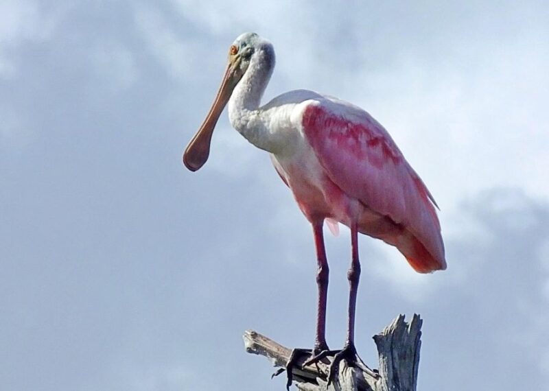 Private dolphin tours in the amazing Savannah Marsh - Comfortable and Well-Equipped Boats