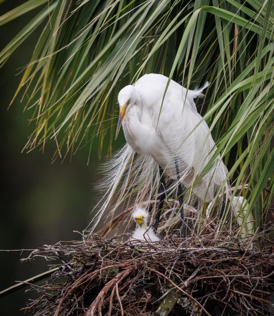 Private dolphin tours in the amazing Savannah Marsh - Concluding the Savannah Marsh Dolphin Tour