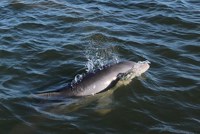 Private Dolphin Watch, Lighthouse and Ecological Boat Tours - Key Points