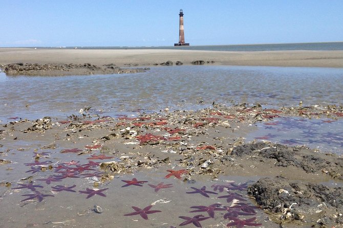 Private Dolphin Watch, Lighthouse and Ecological Boat Tours - Exploring Folly Beach’s Estuaries and Wildlife