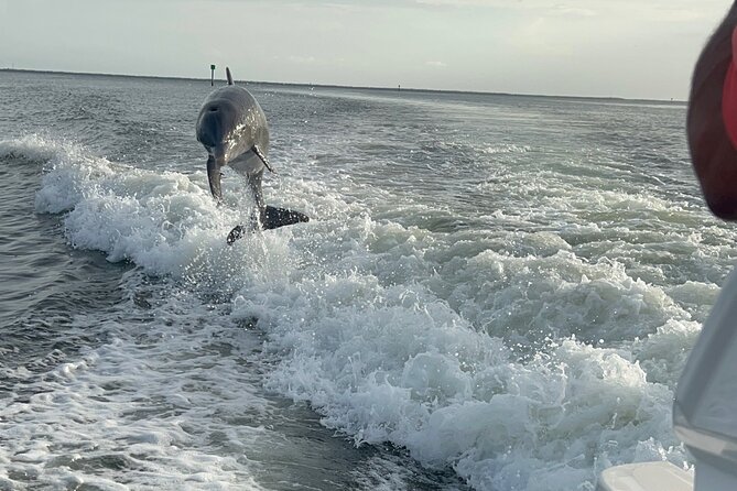 Private Dolphin Watching Beach Day Getaway - Key Points