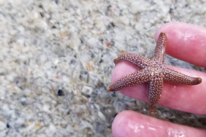 Private Dolphin Watching Beach Day Getaway - The Sea Ray 270 SDX: Comfort and Flexibility on the Water