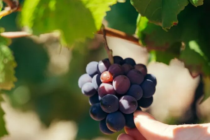 Private Double Wine Tasting Tour in Frascati - Exclusive - Tasting Wines at Antiche Terre Tuscolane Winery