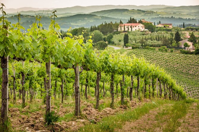 Private Double Wine Tasting Tour in Frascati - Exclusive - Convenient Pickup and Private Experience