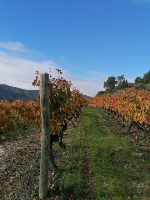 Private Douro Valley 4WD Tour with Wine Tasting and Picnic - Practical Details, Accessibility, and Expectations