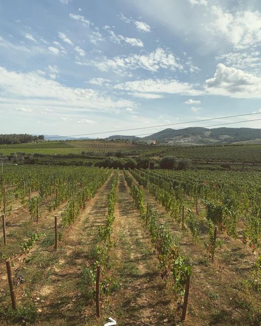Private Douro Valley Full Day Tour - Authentic Portuguese Lunch and Restaurant Recommendations