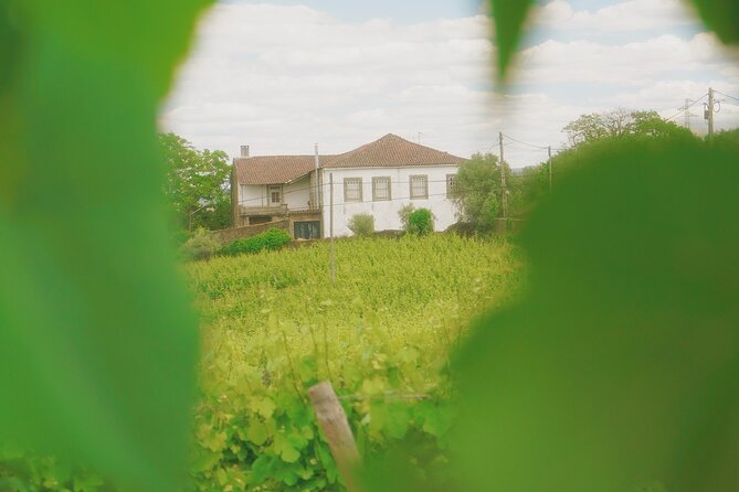 Private Douro Valley Tour with Lunch & Wines - Tour Departure and Logistics in Porto