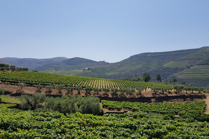 Private Douro Valley visit to three vineyards with Lunch from Porto - Tour of Folgosa’s Historic Estate and Port Tasting