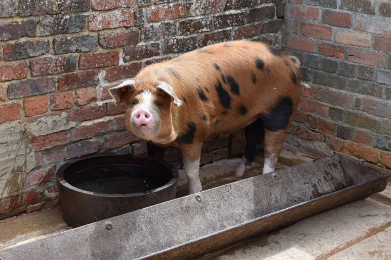 Private Downton Abbey Day In The Cotswolds Tour. - Visiting the Historic Town of Burford