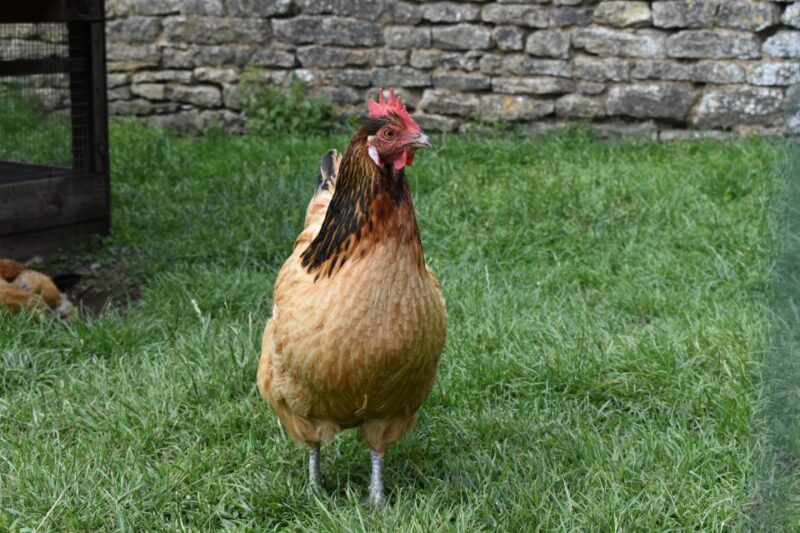 Private Downton Abbey Day In The Cotswolds Tour. - Discovering Shilton and Its Filming Highlights