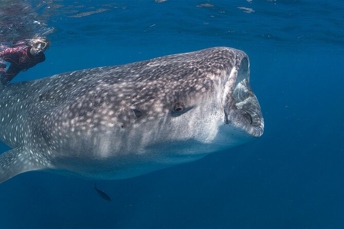 Private Driver english spoken - La Paz or Cabo San Lucas: Starting Points and Pickups