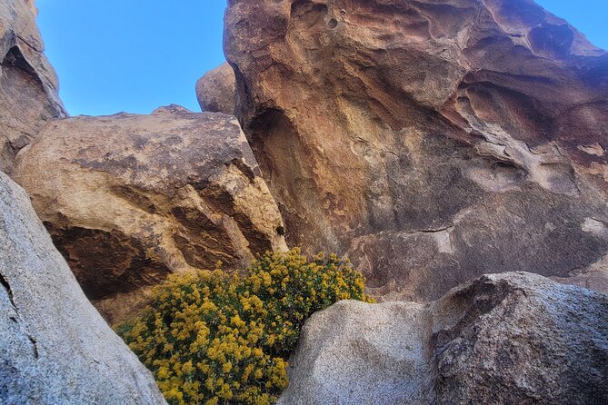 Private Driving and Hiking Tour in Joshua Tree National Park - The Experience of the Guides: Knowledge and Personal Touch