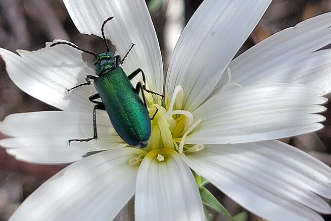 Private Driving and Hiking Tour in Joshua Tree National Park - Booking, Cancellation, and Planning Tips