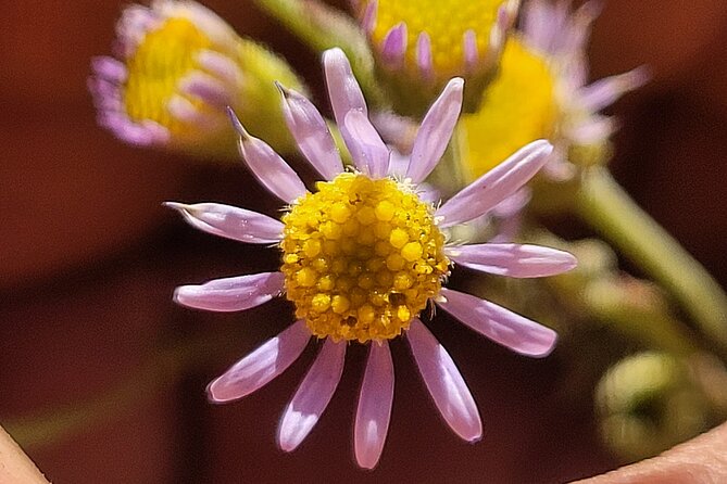Private Driving and Hiking Tour in Joshua Tree National Park - What Sets This Tour Apart from Other Joshua Tree Experiences