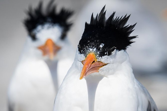 PRIVATE Eco Boat Trip out of Naples Bay, FL , island stop incl. - Practical Details: Comfort, Snacks, and Flexibility