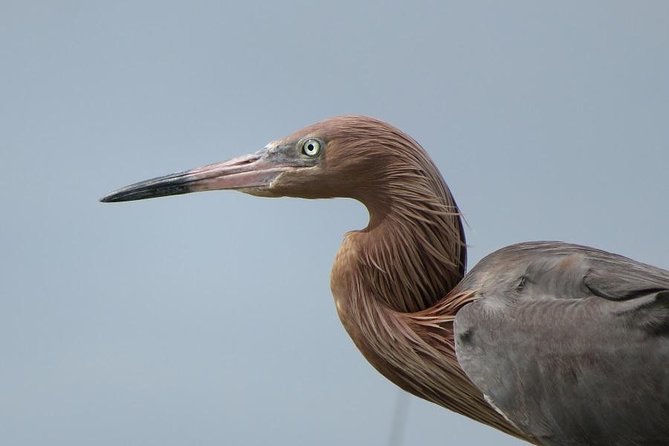 PRIVATE Eco Boat Trip out of Naples Bay, FL , island stop incl. - Accessibility and Practical Considerations