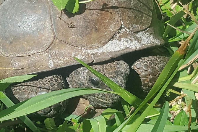 PRIVATE Eco Boat Trip out of Naples Bay, FL , island stop incl. - Frequently Asked Questions