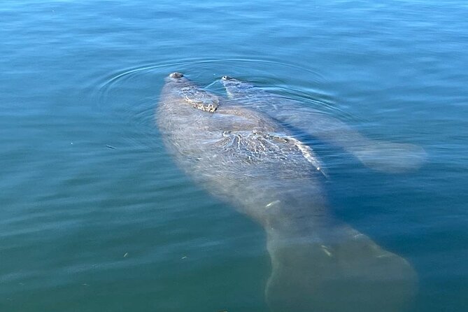 Private Eco Tour in Kings Bay Crystal River Florida - The Expertise and Approach of Guide Tommy B