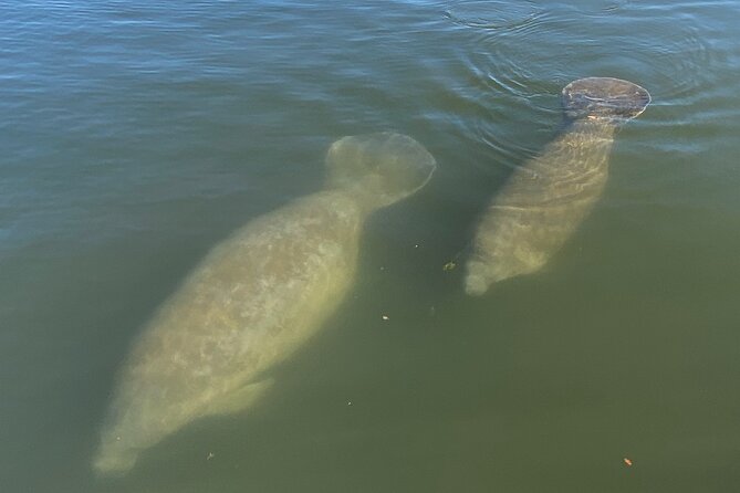 Private Eco Tour in Kings Bay Crystal River Florida - Wildlife Encounters You Might Expect