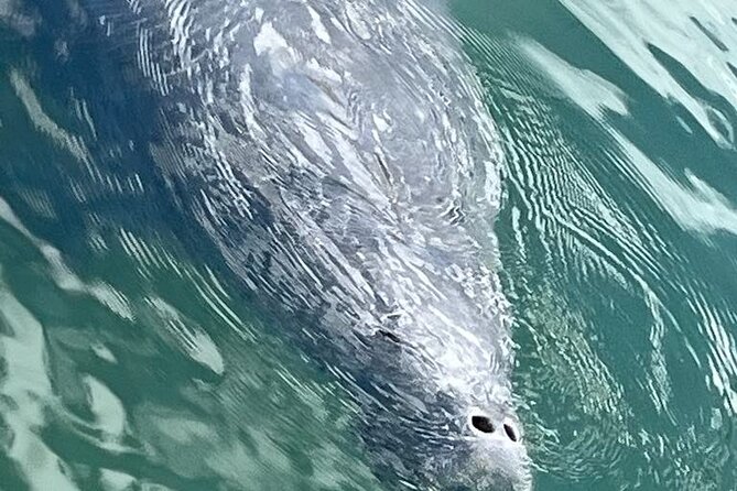 Private Eco Tour in Kings Bay Crystal River Florida - Why Choose This Private Eco Tour in Crystal River?