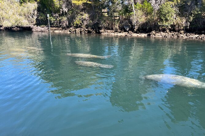 Private Eco Tour in Kings Bay Crystal River Florida - Final Thoughts on the Kings Bay Eco Tour