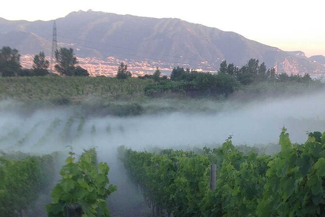 Private Educational Wine Tour, dedicated sommelier and trasport - Visiting the Sorrentino Vineyards on Vesuvius’ Footsteps