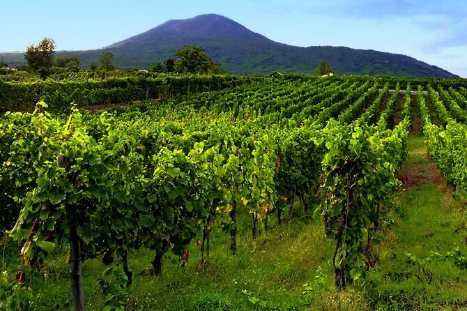Private Educational Wine Tour, dedicated sommelier and trasport - Scenic Views Overlooking Naples and Pompeii