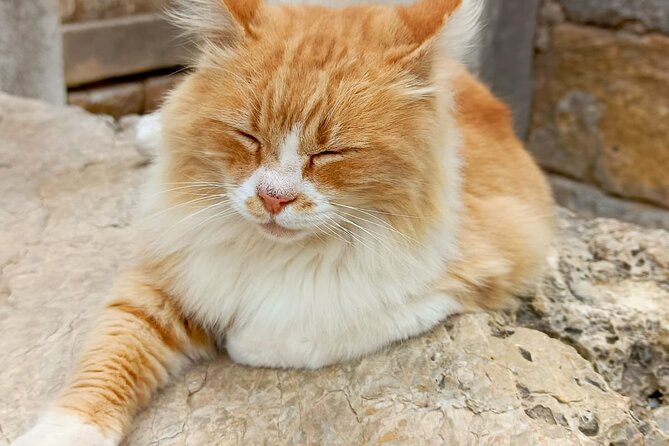 Private Ephesus Tour from Izmir Port and Hotels - Flexible Booking and Cancellation Policies