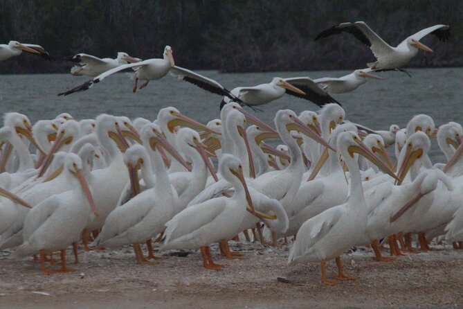 Private Everglades 10,000 Islands Photo and Birding Boat Safari - The Role of the Guide in Enhancing Your Experience