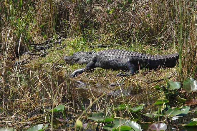 Private Everglades Airboat Tour including hotel pick up and Everglades specialist - Considerations and Limitations