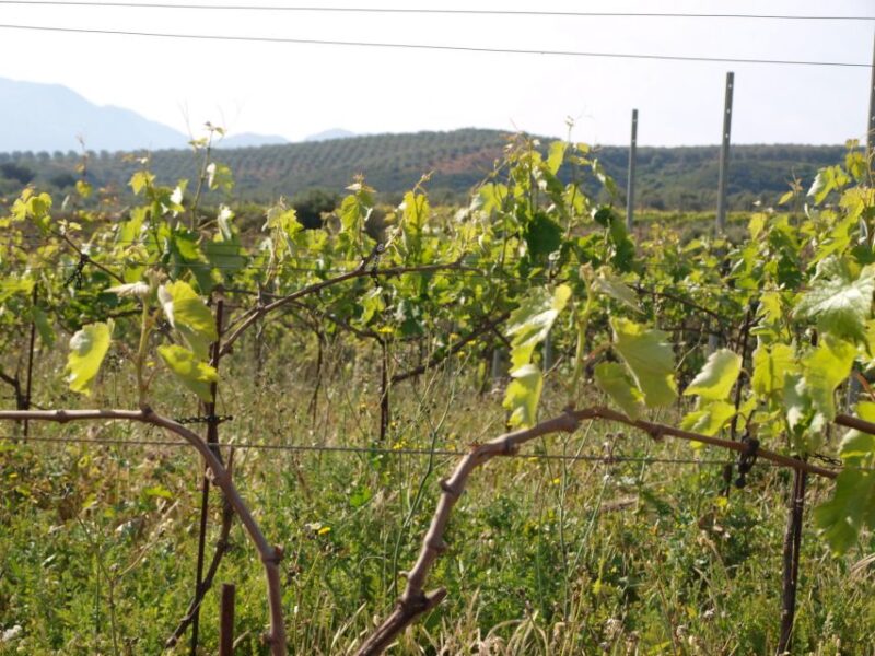 Private Exclusive Manousakis Winery and Vineyard Tour - Overall Value and Suitability