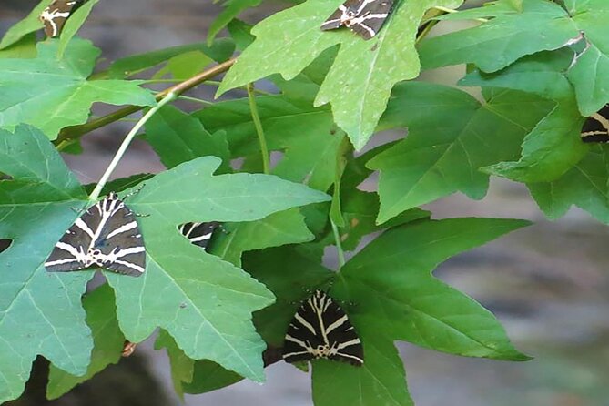 PRIVATE EXCURSION-Butterfly Valley, 7Springs and Filerimos Hill - Booking and Cancellation Options