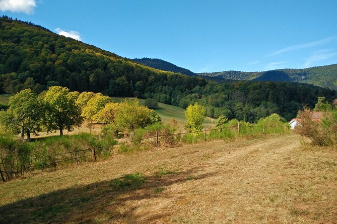Private excursion: panorama and breath of fresh air at Mont-Sainte-Odile ! - Visiting Maennelstein for Unmatched Views