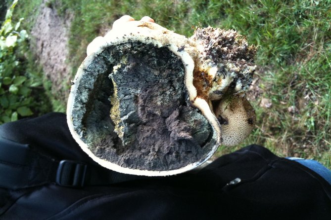 Private excursion: panorama and breath of fresh air at Mont-Sainte-Odile ! - Practical Notes and Considerations