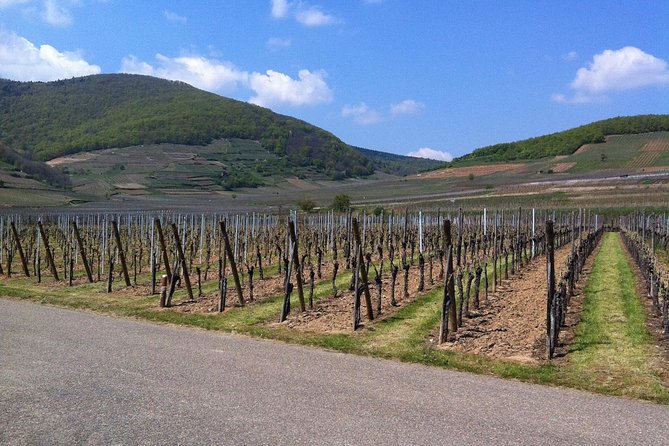 Private excursion: panorama and breath of fresh air at Mont-Sainte-Odile ! - Insights from Reviews: Guide Knowledge and Viewpoints