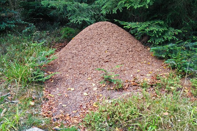 Private excursion: panorama and breath of fresh air at Mont-Sainte-Odile ! - The Value of a Private Tour in Mont-Sainte-Odile