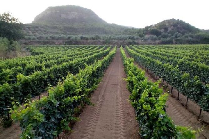 Private Excursion to Ancient Olympia - bee farm & winery - Return to Katakolo Port with On-Time Transportation