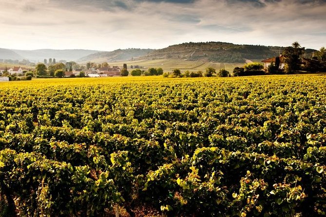 Private excursion to Côte de Beaune and Côte de Nuits (full day) - Visit to Two High-Quality Vineyards with Guided Tours