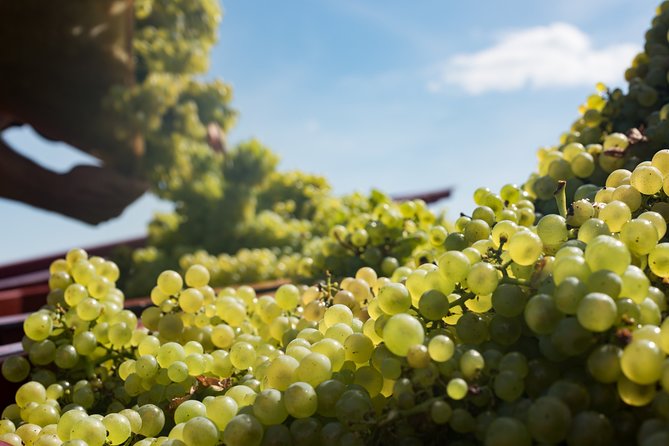 Private excursion to Côte de Beaune and Côte de Nuits (full day) - The Itinerary: A Balance of Vineyard Walks and Cultural Stops