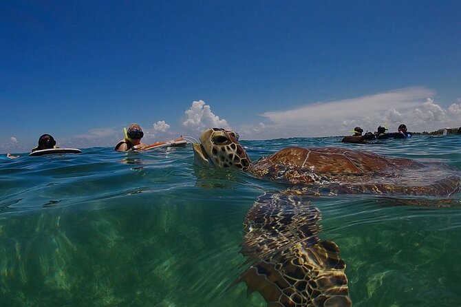 Private Experience in Akumal with Snorkeling - Discover the Private Snorkeling Experience in Akumal