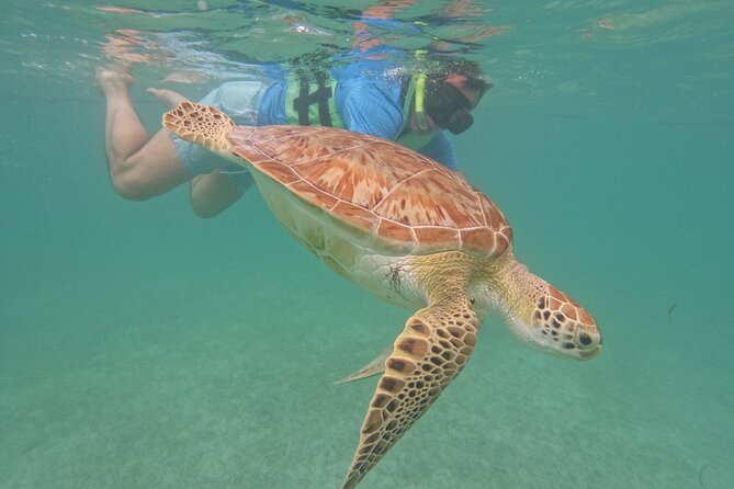 Private Experience in Akumal with Snorkeling - Key Points