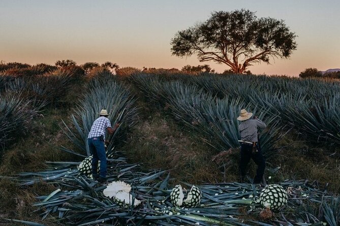 Private Experience of Tequila Town from Jalisco - Discover the Private Tequila Town Tour from Guadalajara