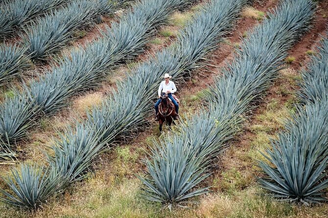 Private Experience of Tequila Town from Jalisco - Key Points