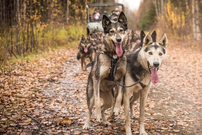 Private Fall Foliage Mushing Cart Ride in Fairbanks - The Allure of Fall Foliage and Forest Trails