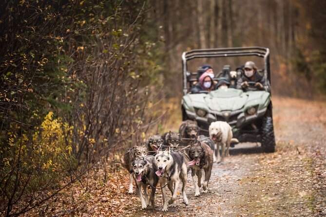 Private Fall Foliage Mushing Cart Ride in Fairbanks - Meet and Greet with the Sled Dogs