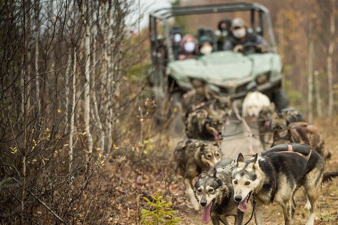 Private Fall Foliage Mushing Cart Ride in Fairbanks - The Guide’s Expertise and Personal Touch