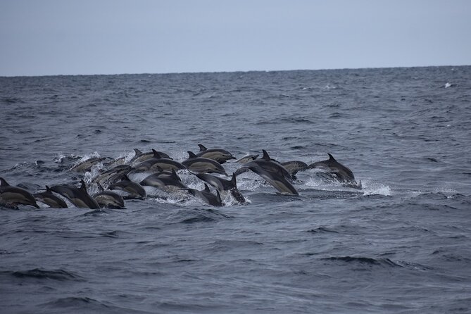 Private Family Dolphin and Whale Tour in Puerto Escondido - Snorkeling and Water Activities on Demand