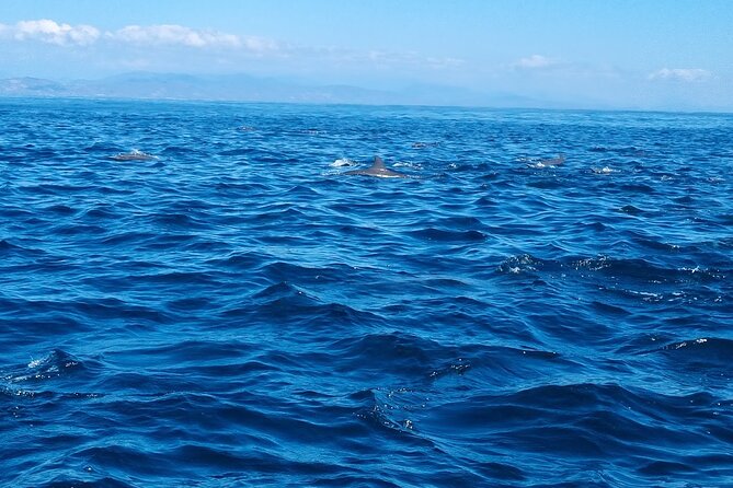 Private Family Dolphin and Whale Tour in Puerto Escondido - Practicalities: Booking, Cancellation, and What to Bring